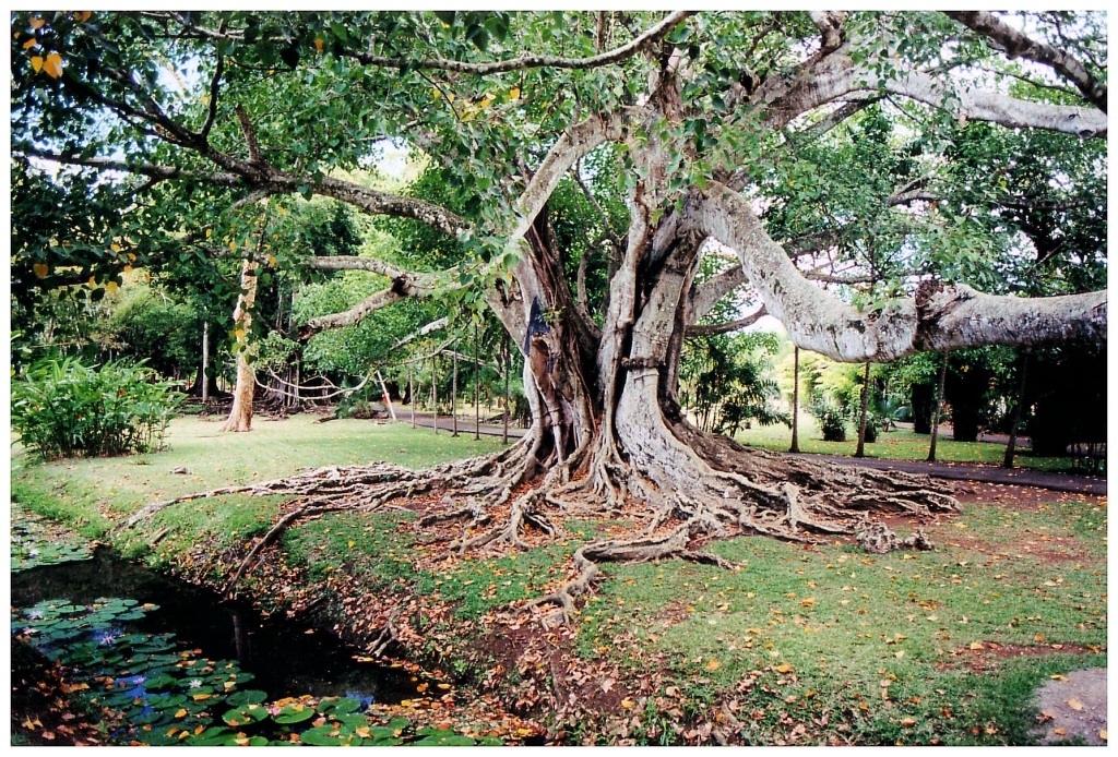 01 - Ile Maurice (10).jpg